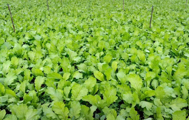 儋州地区日用百货零售业供应链优化方案分析